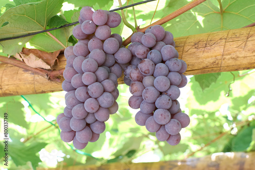 Cachos de uvas tipo Niagara