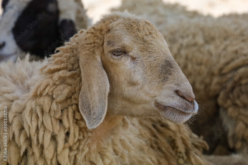 Naklejka premium Close up the baby Sheep is rest