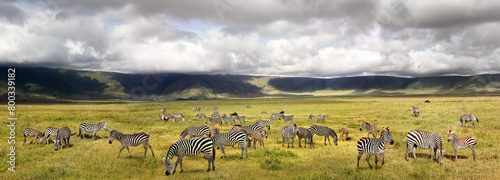 Herd of zebras in the Ngorongoro Crater. Africa. Tanzania. Banner format. © delbars