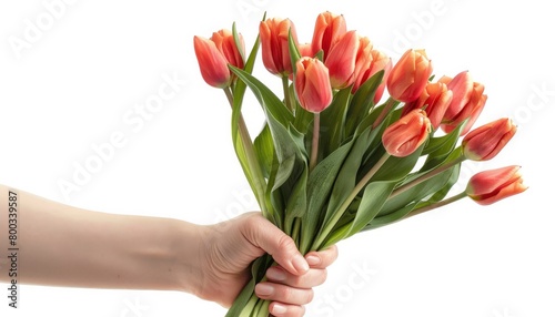 A hand holding a bouquet of tulips on a white background, #800339587