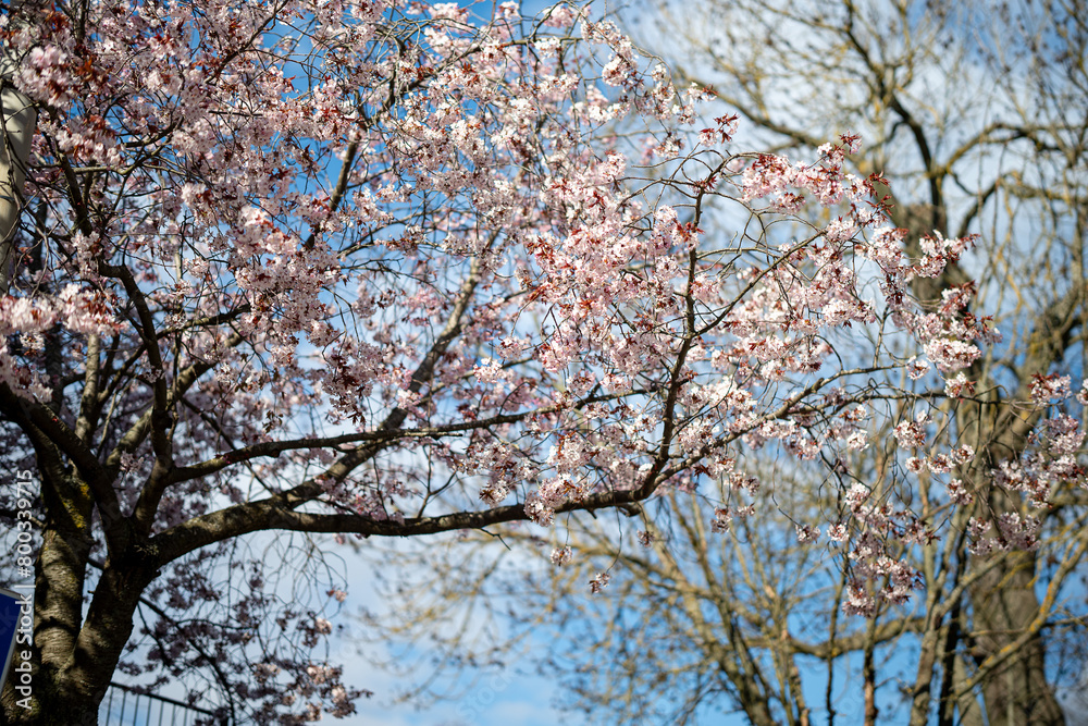 Cherry blossom in city center during spring in Norrköping. Norrköping is a historic industrial town in Sweden. Cherry blossom in city center during spring in Norrköping. Norrköping is a historic industrial town in Sweden.
