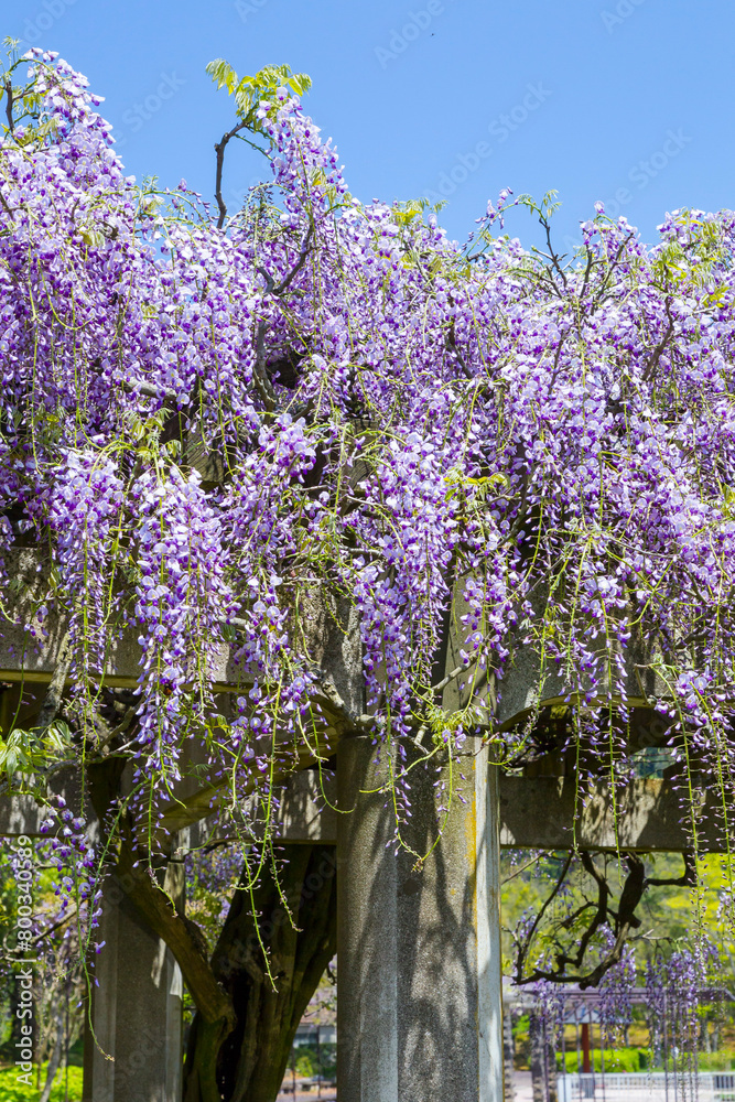 Obraz premium 綺麗に咲いた公園の藤の花 鳥取県 羽合臨海公園