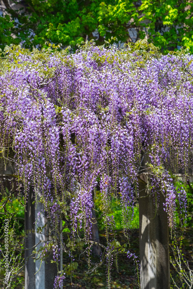 Obraz premium 綺麗に咲いた公園の藤の花 鳥取県 羽合臨海公園