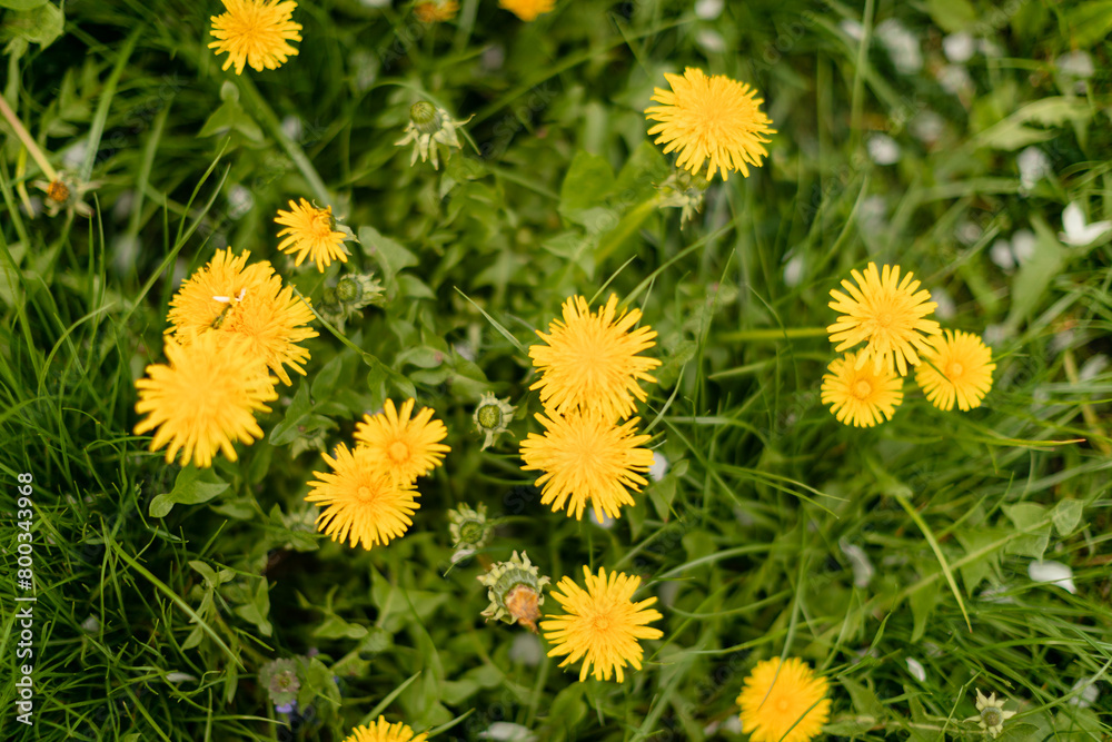 Dandelion in a green grass. Dandelion Plant. Dandelion in a green grass. Dandelion Plant.