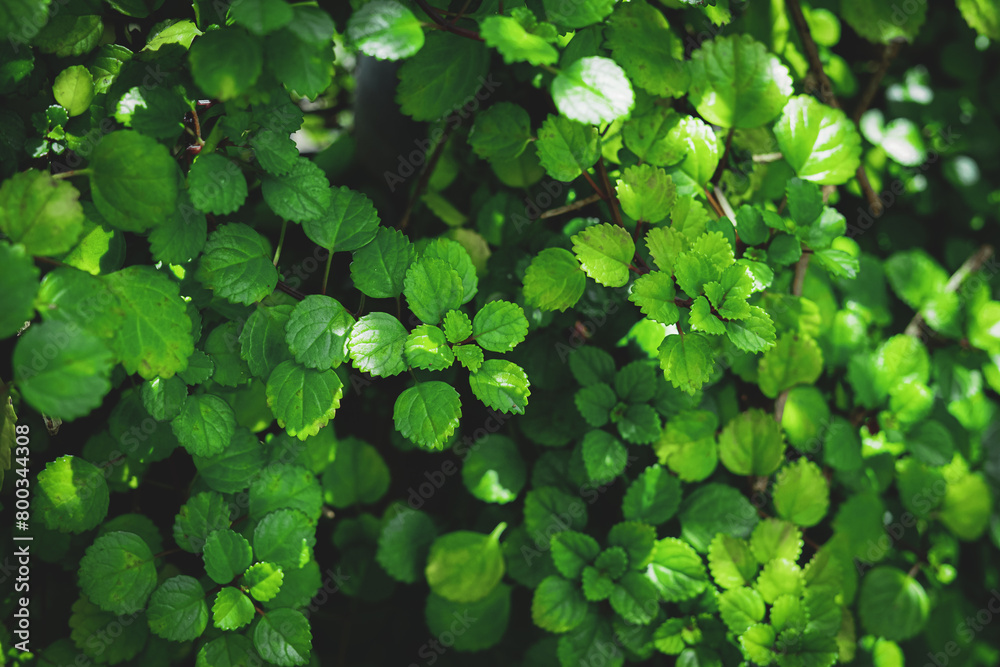 Fototapeta premium Green plant leaves background, top view. Nature spring concept