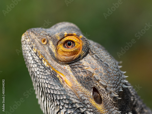 Bearded dragon macro portrait iris eye