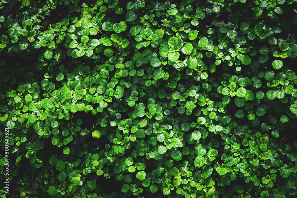 Green plant leaves background, top view. Nature spring concept Green plant leaves background, top view. Nature spring concept