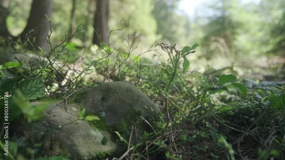 moss on the grass moss on the grass