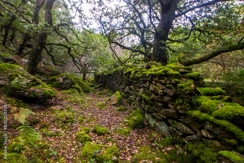 A broken drywall cutting through the lush old growth of a Temperate Rainforest in Eryri National Park in Wales A broken drywall cutting through the lush old growth of a Temperate Rainforest in Eryri National Park in Wales