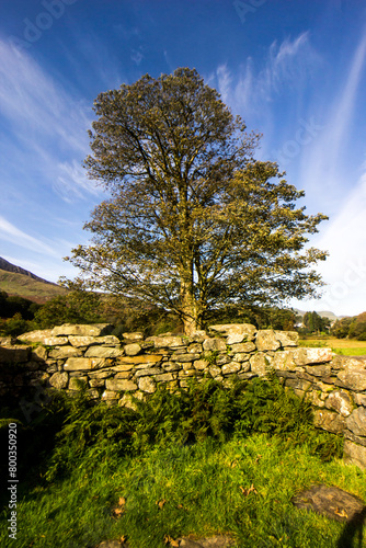 A Large tree at the small ruin at Gellerts grave outside Beddgelert in Eryri National Park in Wales  against a backdrop of radiating cirrus clouds