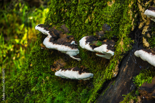 Bracket fungi growing on the moss-covered tree trunk of an oak tree in the temperate rainforests of Eryri National Park in Wales photo