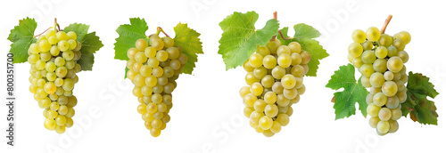 Grape chardonnay set cutout, white grapes, farm autumn vineyard season winery dieting