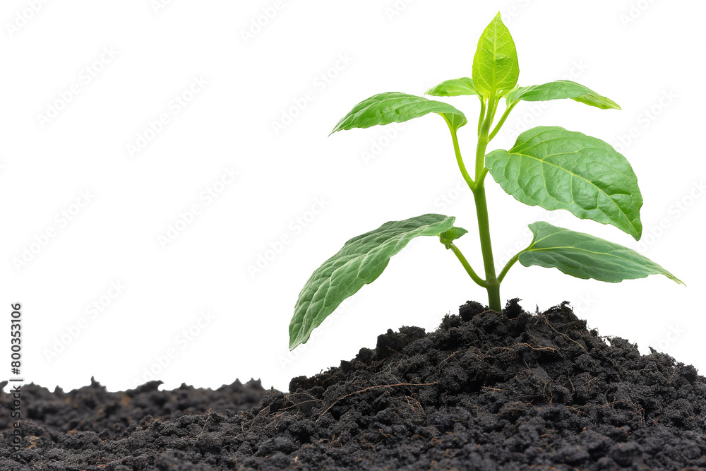Young green plants growing from soil isolated on a white background Young green plants growing from soil isolated on a white background