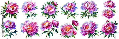  watercolor peonies on transparent alpha background. Perfect artist resources for elegant compositions and floral designs