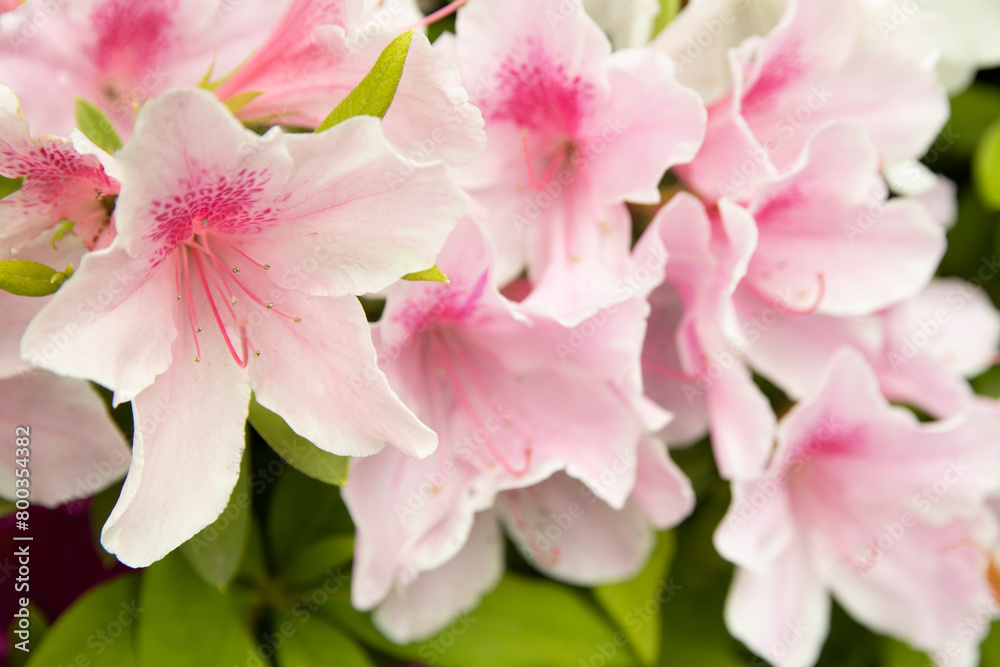 pink and white flowers pink and white flowers