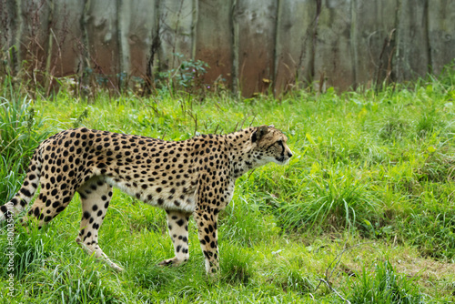 a single Cheetah  Acinonyx jubatus  walking