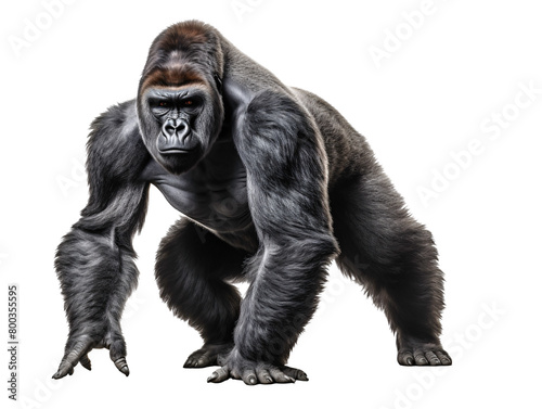 a gorilla with a white background