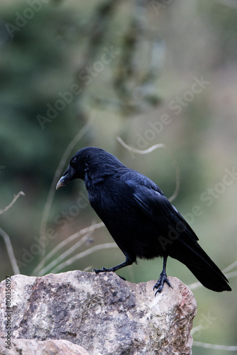 a single common raven (Corvus corax) standing on a rock isolated on a natural green background in Devon, UK