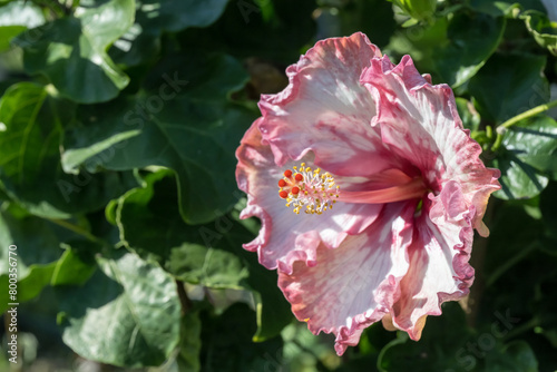 Beautiful Chinese Hibiscus flower in the park.