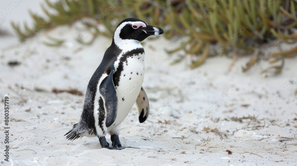Obraz premium A penguin stands alone among the soft sands, surrounded by delicate dune vegetation, creating a peaceful scene