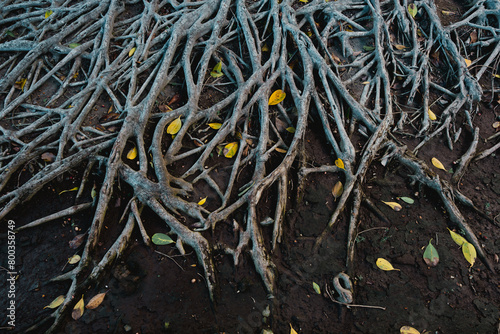 Banyan tree roots with yellow leaves scattered around them. The ground is covered in soil and leaves.