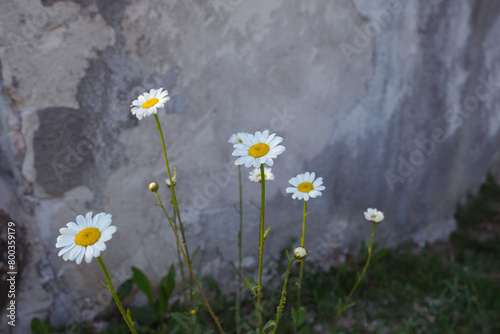 Wild daisies closeup across gray rough background. Spring natural background. Copy space