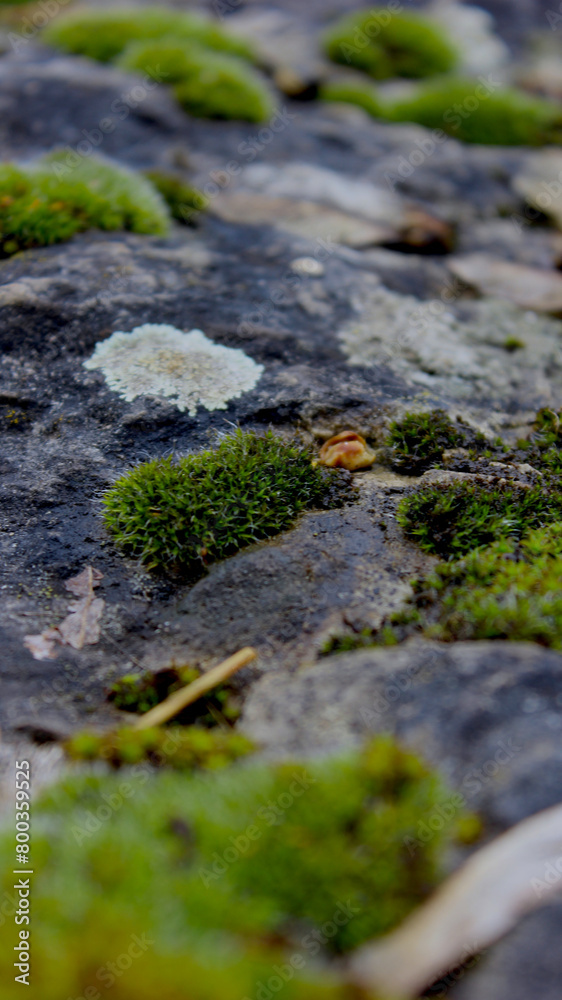 Natural texture of moss and lichen growing on tree bark Natural texture of moss and lichen growing on tree bark