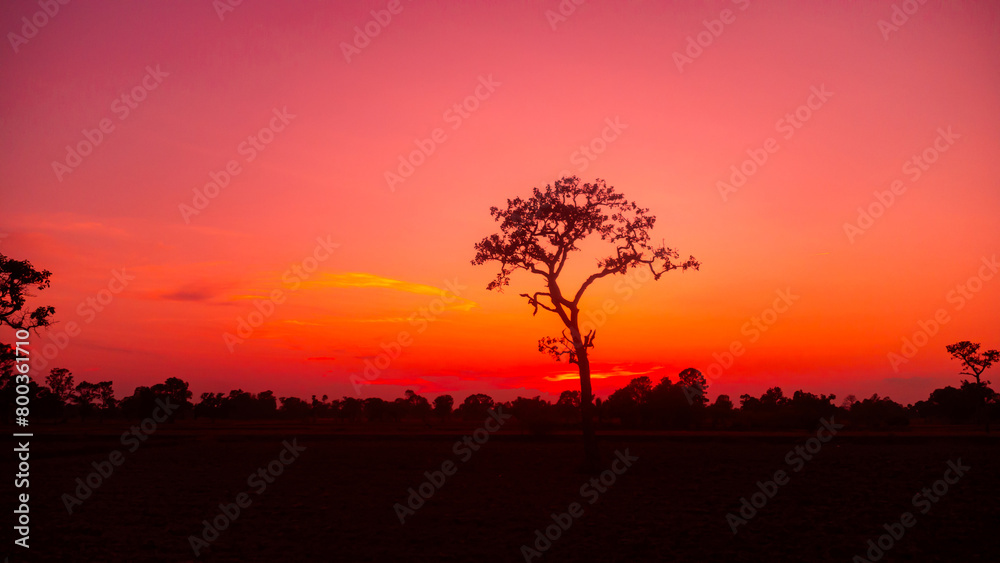 Amazing sunset and sunrise.Panorama silhouette tree in africa with sunset.Tree silhouetted against a setting sun.Dark tree on open field dramatic sunrise.Safari theme. Elephant