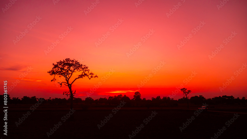 Amazing.dark tree on open field, dramatic sunset, typical African sunset with acacia tree in Masai Mara, Kenya.Panoramic African tree silhouette with sunset.