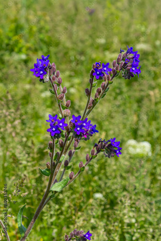 Obraz premium Anchusa officinalis, commonly known as the common bugloss or alkanet with green background