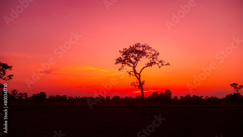 Amazing sunset and sunrise.Panorama silhouette tree in africa with sunset.Tree silhouetted against a setting sun.Dark tree on open field dramatic sunrise.Safari theme. Elephant © Mohwet