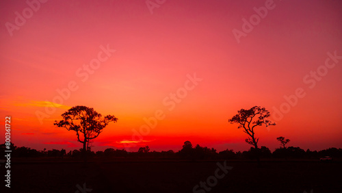 Amazing.dark tree on open field  dramatic sunset  typical African sunset with acacia tree in Masai Mara  Kenya.Panoramic African tree silhouette with sunset.