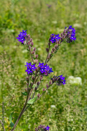 Anchusa officinalis  commonly known as the common bugloss or alkanet with green background