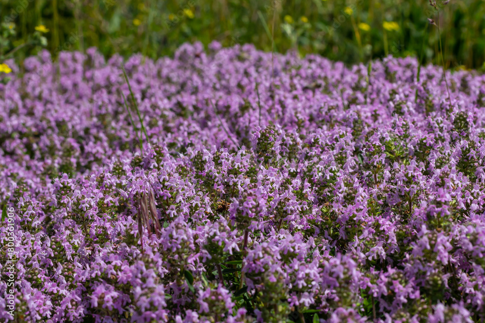 Blossoming fragrant Thymus serpyllum, Breckland wild thyme, creeping thyme, or elfin thyme close-up, macro photo. Beautiful food and medicinal plant in the field in the sunny day