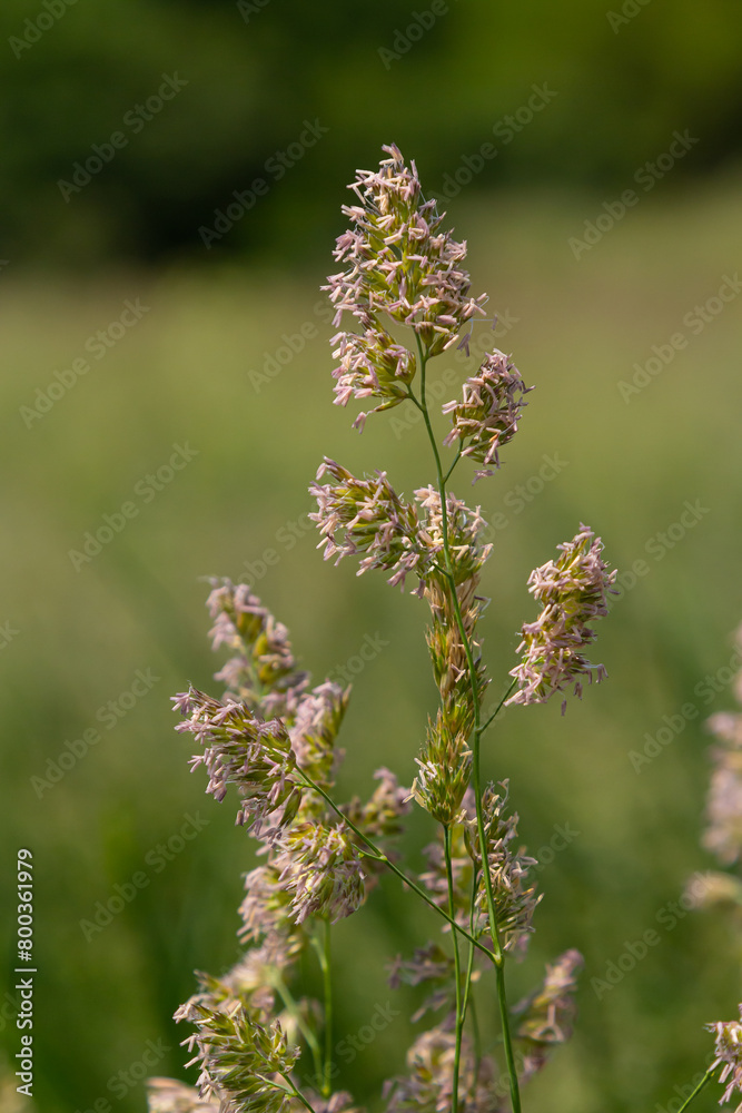 Plant Dactylis against green grass.In the meadow blooms valuable fodder grass Dactylis glomerata.Dactylis glomerata, also known as cock's foot, orchard grass, or cat grass Plant Dactylis against green grass.In the meadow blooms valuable fodder grass Dactylis glomerata.Dactylis glomerata, also known as cock's foot, orchard grass, or cat grass