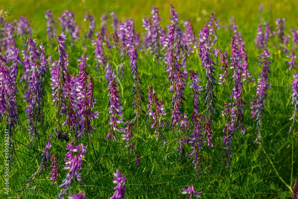 Naklejka premium Vetch, vicia cracca valuable honey plant, fodder, and medicinal plant. Fragile purple flowers background. Woolly or Fodder Vetch blossom in spring garden