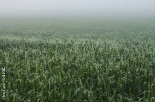 Foggy wheat field in the morning