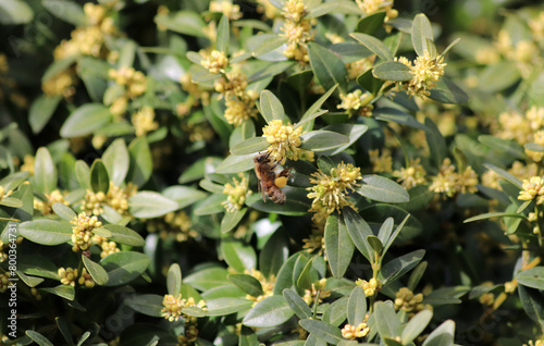 Biene mit Pollensack