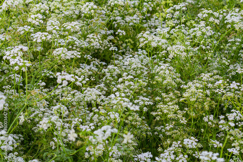 Billede på lærred Conium maculatum, colloquially known as hemlock, poison hemlock or wild hemlock,