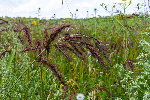 In the field, as weeds among the agricultural crops grow Echinochloa crus-galli photo