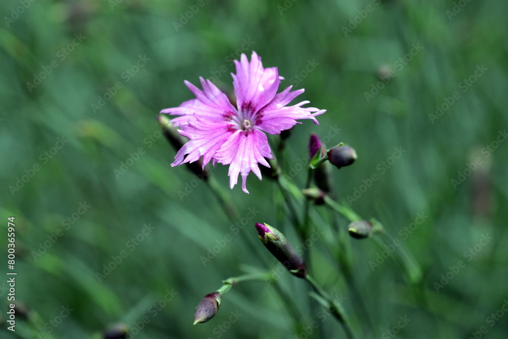 Obraz premium Nahaufnahme einer rosa Federnelke