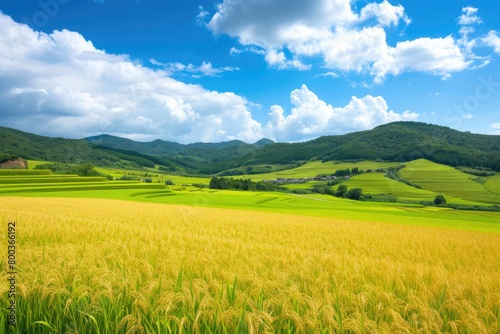 Golden Horizons: Wheat and Rice Fields Under Azure Skies