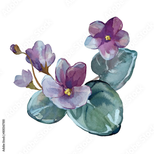 Composition of blooming violet. Flowers, leaves and buds of senpolia. Hand drawn in watercolors.  photo