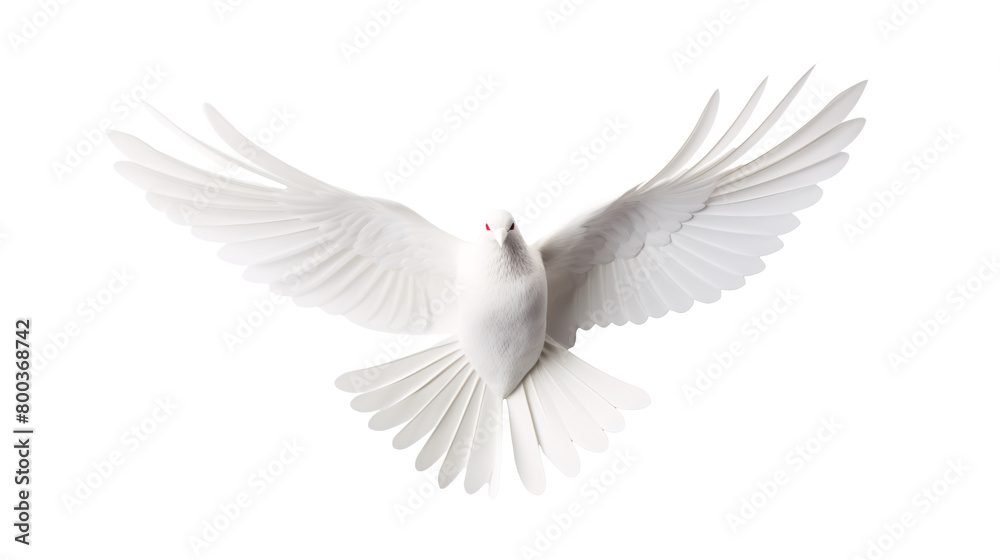 Obraz premium a white bird with wings spread