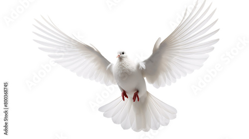 a white dove with wings spread © Ioana