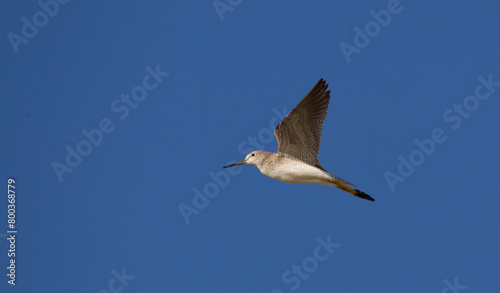 Small long-billed bird ( pitotoy ) flying with blue sky in the backgroun