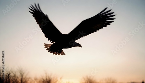 Eagle Silhouette Upscaled 134 © Fahad