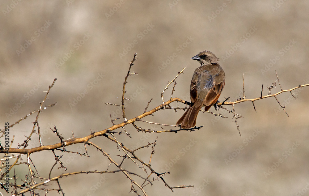 Brown bird (thrush) perching on a branch Brown bird (thrush) perching on a branch