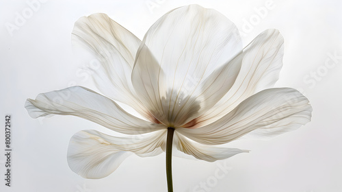 A contemporary artwork showcasing a single  elegant flower against a clean white background.   
