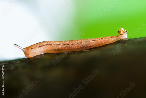 A detailed close-up of an Agriolimax agrestis slug, showcasing its intricate body texture and natural elegance. Wulai District, New Taipei City photo